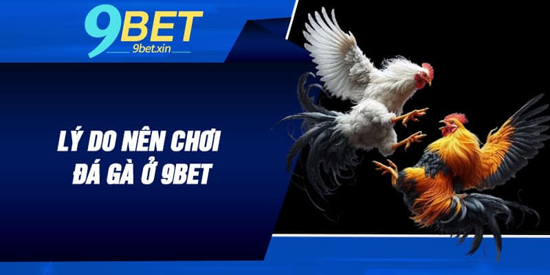 Lý do nên chơi đá gà ở 9BET