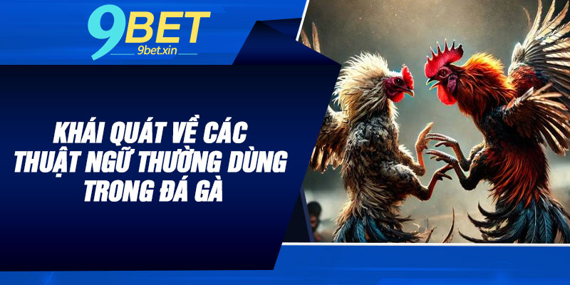Khái quát về các thuật ngữ thường dùng trong đá gà